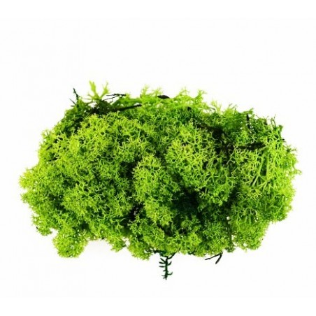 Busta lichene verde scuro 04