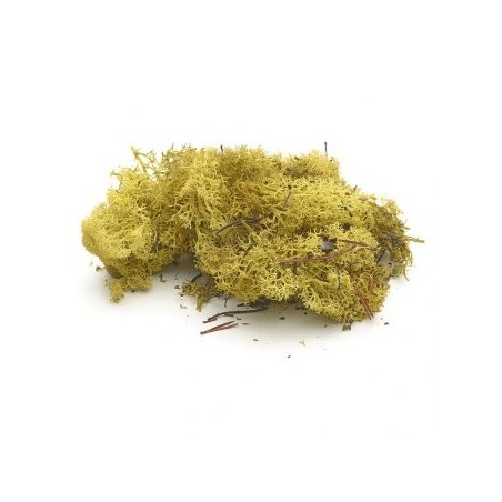 Busta lichene verde chiaro 05