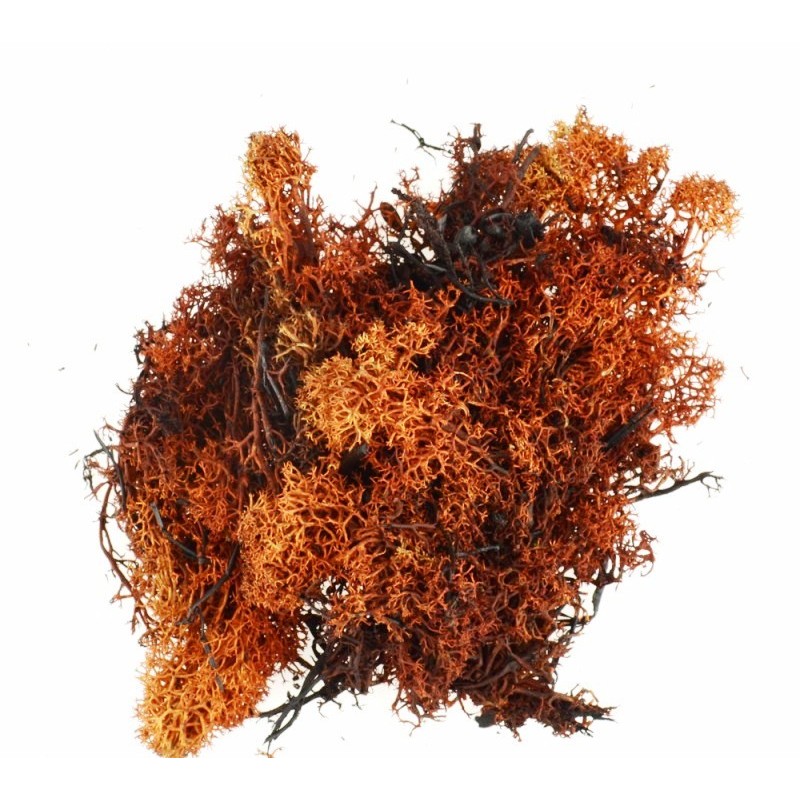 Busta lichene marrone-rosso 06