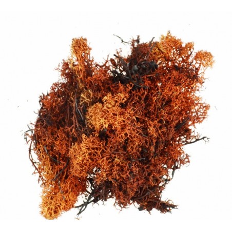 Busta lichene marrone-rosso 06