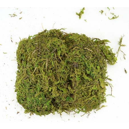 Busta muschio soffice 02