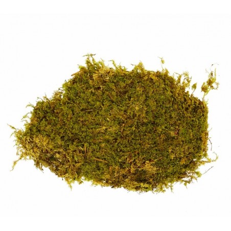 Busta muschio a tappeto 03