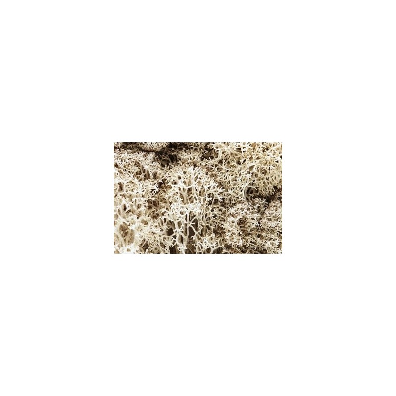 Busta lichene bianco naturale 018