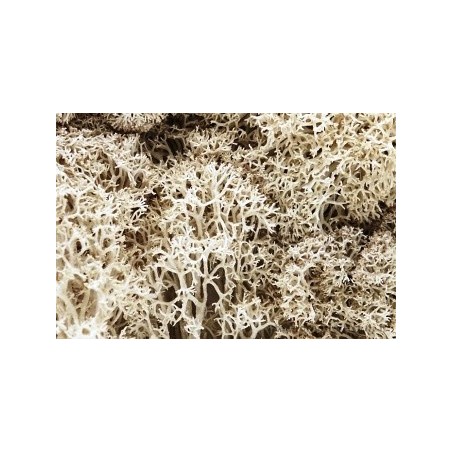 Busta lichene bianco naturale 018