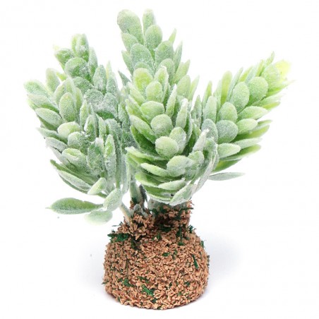 Cactus-pianta grassa 018
