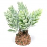 Cactus-pianta grassa 018