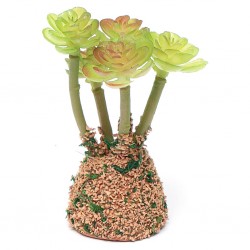 Cactus-pianta grassa 019