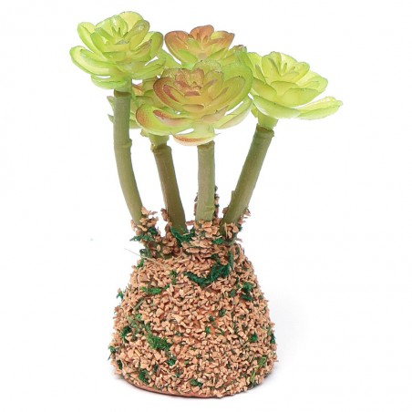 Cactus-pianta grassa 019