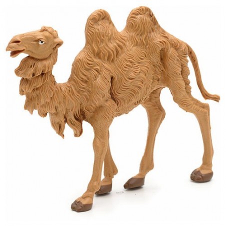 Cammello anziano in piedi